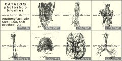 Анатомия органов человека - превью кисти фотошоп