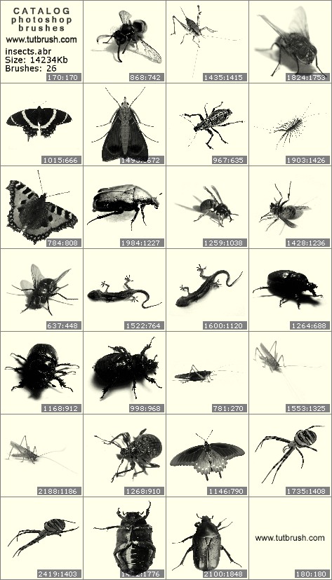 Photoshop brushes Insects