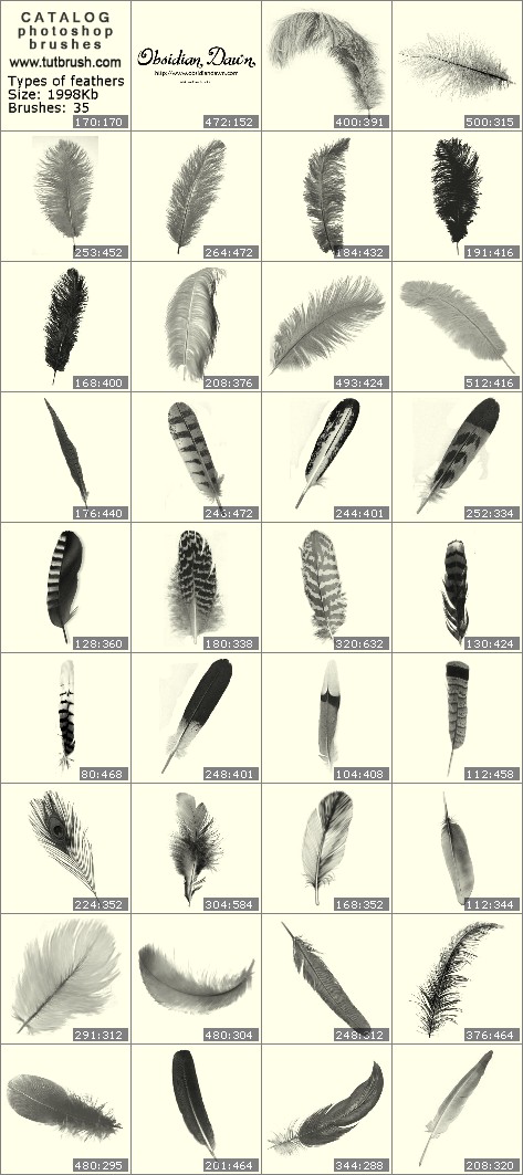 Photoshop brushes Types of feathers