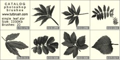 Листьев растений и деревьев - превью кисти фотошоп