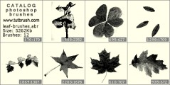 Листья дуба - превью кисти фотошоп